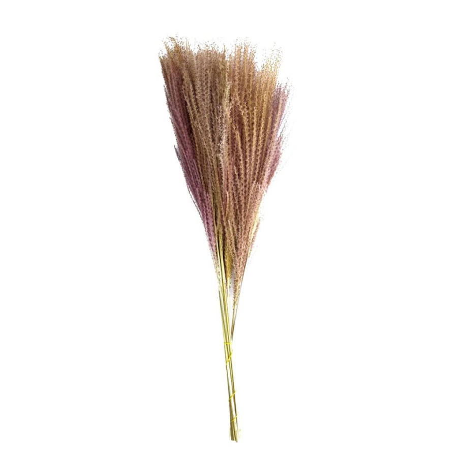 Coin Des Fleurs Fabrique De Styles | Miscanthus Naturel 10Pc Naturel